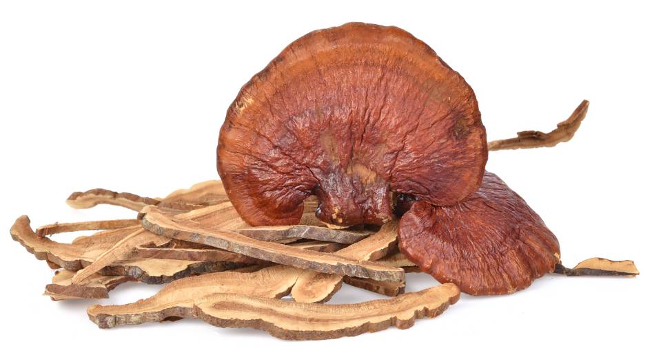 reishi